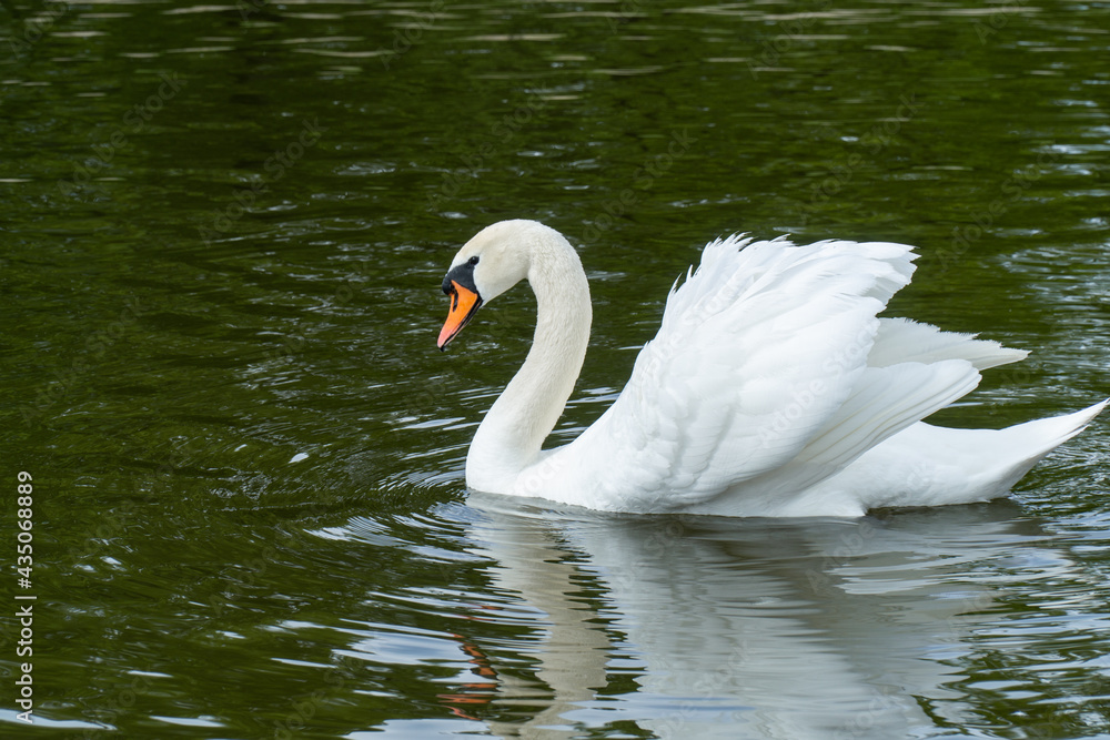 Fototapeta premium white swan swimming in the lake