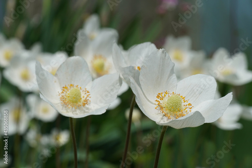 Beautiful white flowers on a blurred background