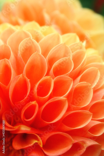 Orange and yellow Dahlia Pompom background. Soft abstract natural background.
