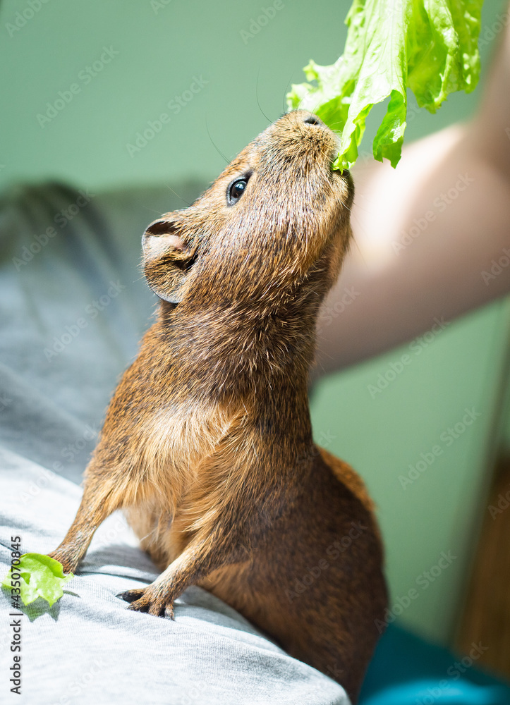 Photo inspiration: Picture Idea: Male Brown Guinea Pig Eat Salad From Male Hands Young