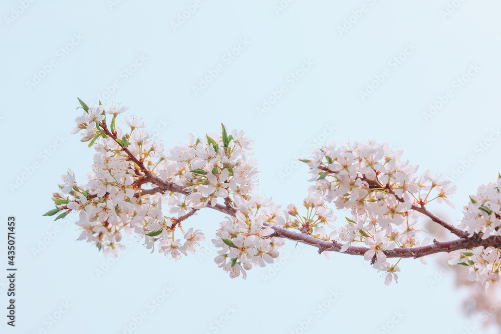 A blooming cherry branch on a light blue background. Spring cherry blossom background with copy space. Cherry branch with flowers A blooming cherry branch on a light blue background. Spring cherry blossom background with copy space. Cherry branch with flowers