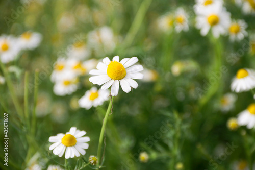 Chamomile flower field. Camomile in the nature. Field of camomiles at sunny day at nature. Camomile daisy flowers in summer day. Chamomile flowers field wide background in sun light