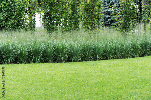 View of the lawn and the metal support along which clematis and wild grapes twist and rise.