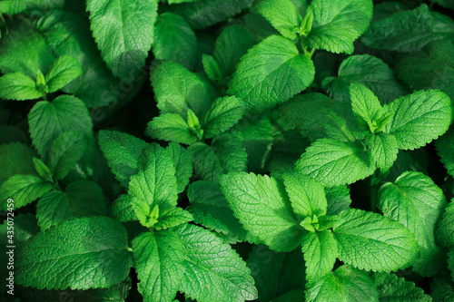 Fresh green leaves of mint, lemon balm, peppermint top view. Mint leaf texture. Ecology natural layout. Mint leaves pattern spearmint herbs nature 