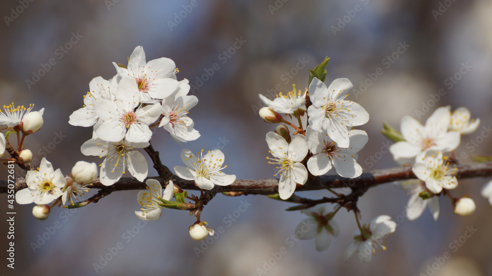 Schlehenblüte Schlehenblüte