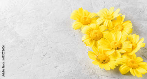 Yellow Flowers background compose of yellow chamomiles or daisies on a grey trendy background. Flat lay, top view and copy space, web banner
