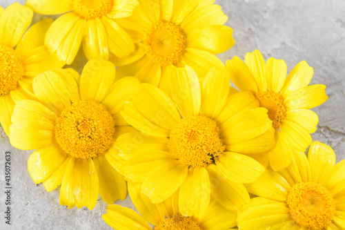 Yellow Flowers background compose of yellow chamomiles or daisies on a grey trendy background. Flat lay  top view and copy space