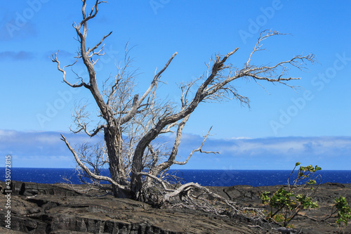 Dead native tree with gnarled twisted and dried branches towering above the volcanic cooled lava surface, Volcanoes National Park, Big Island. Hawaii