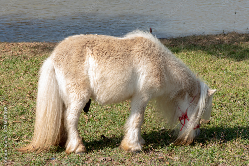 Image of dwarf horse standing in the middle of a lawn. Image of dwarf horse standing in the middle of a lawn.