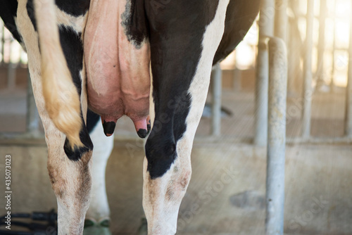 Принти на полотні Cow udder, closeup, Cow milk In the place of milking.
