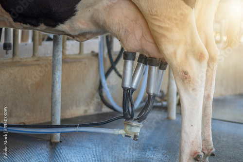Image of cow milking facility,Industrial milking cows and mechanized milking equipment in farm.