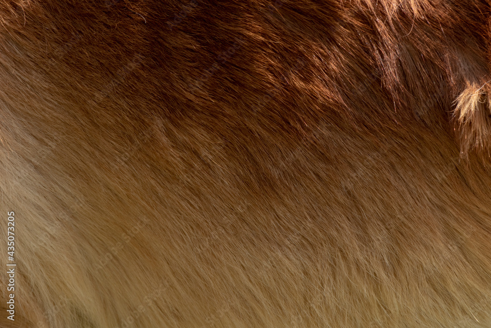 Skin dwarf horse,This background is a feather of a dwarf horse. Skin dwarf horse,This background is a feather of a dwarf horse.