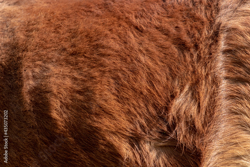Skin dwarf horse,This background is a feather of a dwarf horse.