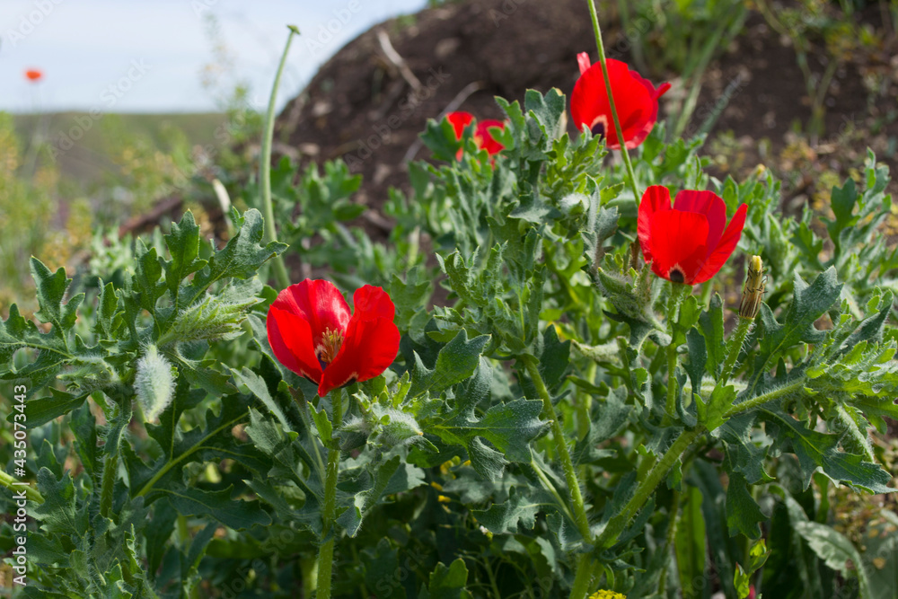 Wild Crimean red poppies on the background of green foliage.