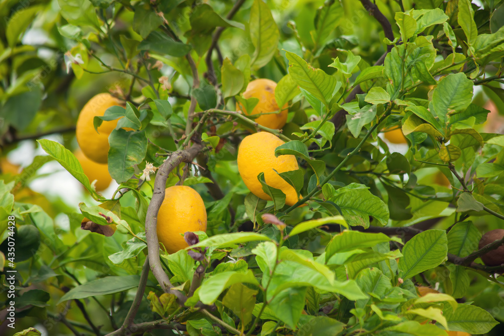 Yellow lemons hanging on tree. Fresh citrus fruits Yellow lemons hanging on tree. Fresh citrus fruits