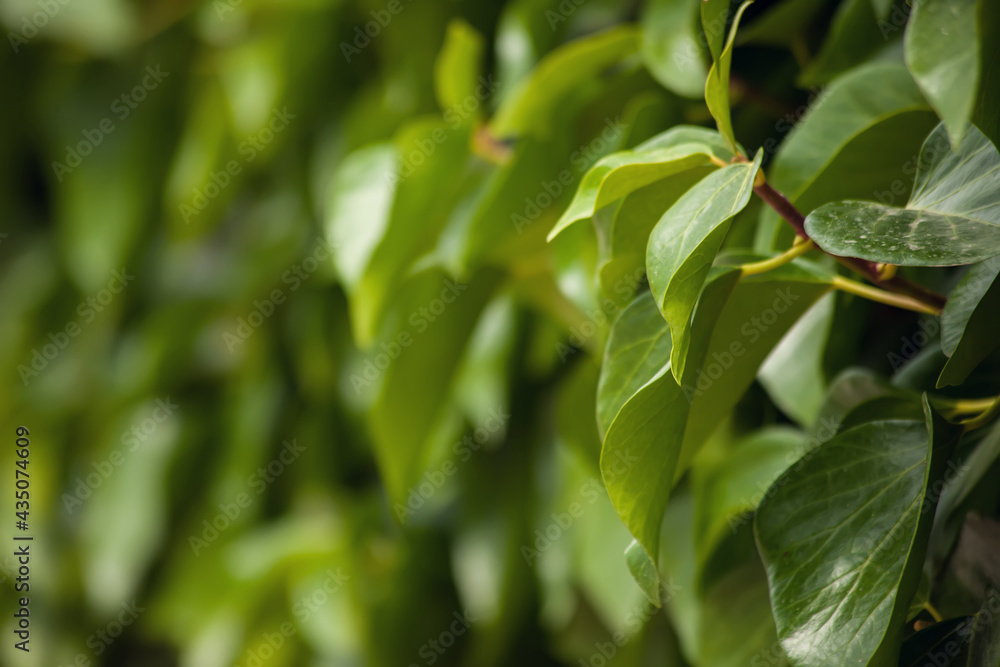 Green leaves background, natural texture Green leaves background, natural texture