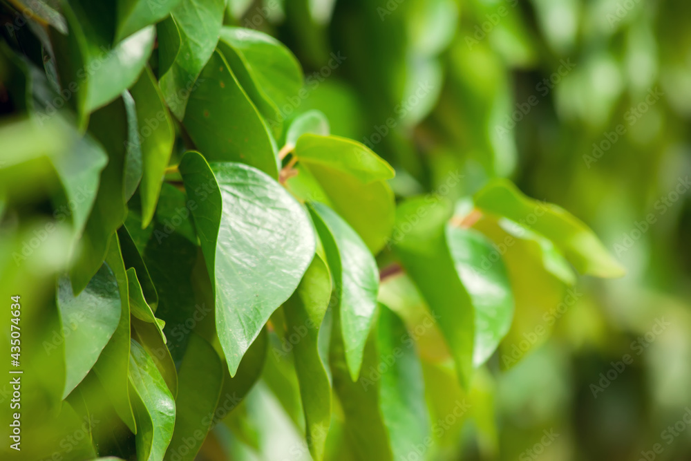 Green leaves background, natural texture Green leaves background, natural texture
