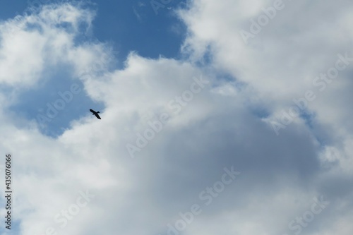Bird flying in the sky on clouds background