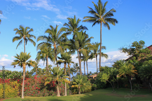 Beautiful huge palm trees in a tropical garden on island Maui, Hawaii,USA © blickwinkel2511