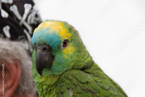 A turquoise-fronted parrot sits on a pirate's shoulder