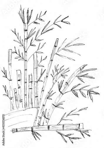 Hand drawing of Bamboo and leaves with black ink,