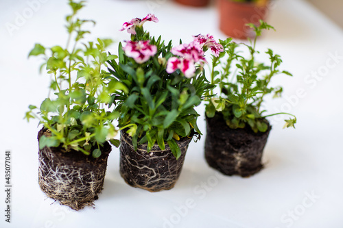 Flowers with soil and roots before planting in pots on the balcony © Alena Stalmashonak