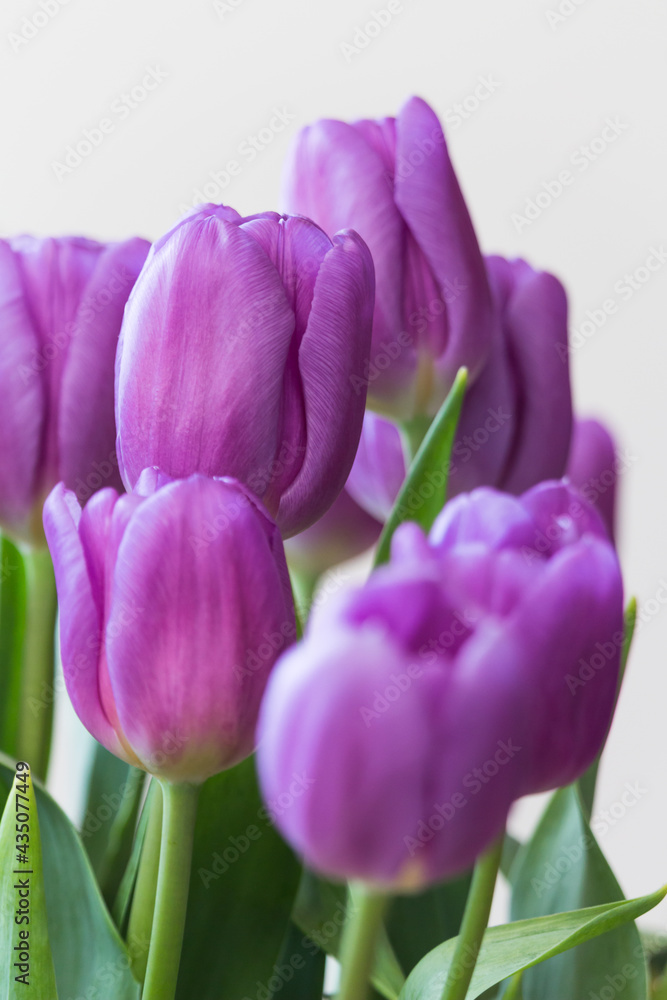 beautiful purple tulips for mum on the occasion of the day of the mother