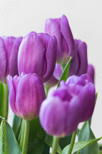 Obraz na płótnie beautiful purple tulips for mum on the occasion of the day of the mother w salonie