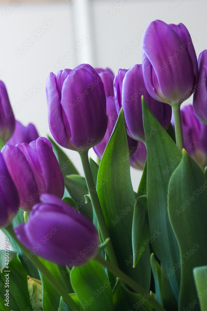beautiful purple tulips for mum on the occasion of the day of the mother