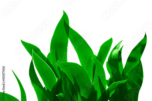 Bright beautiful green iris leaves close up on white isolated background