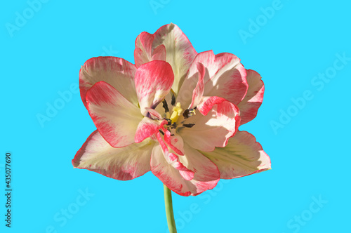 One white pink Terry Tulip (Túlipa) flower close up on light blue isolated background