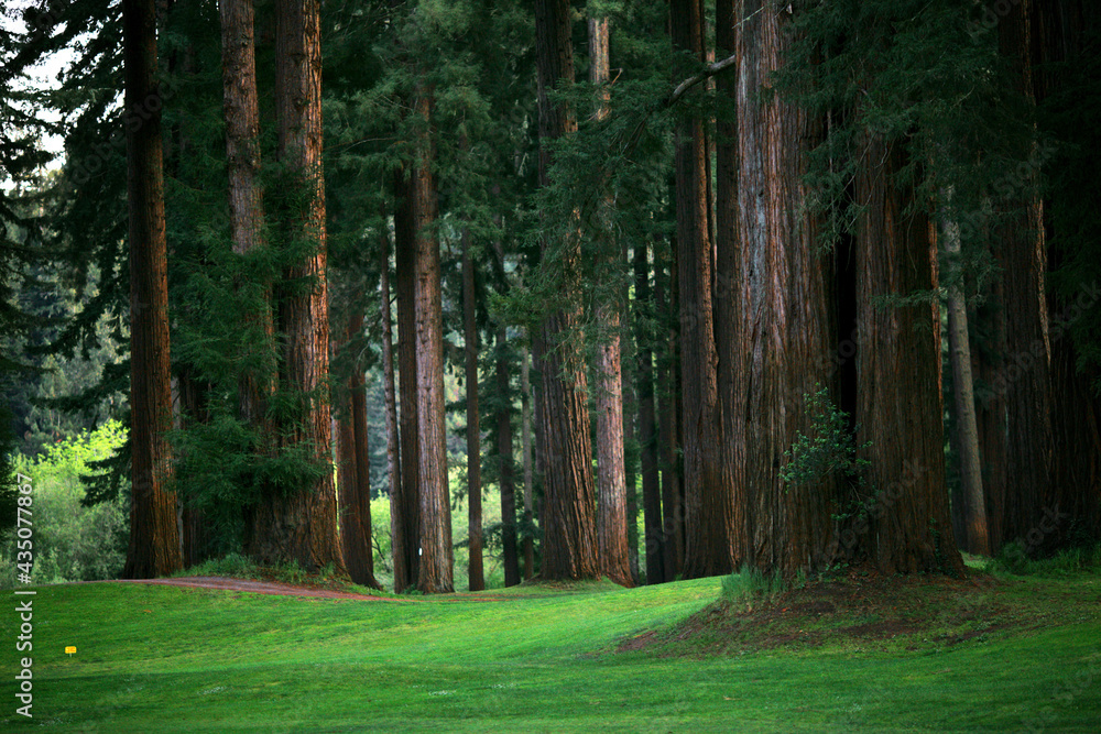 Obraz premium path in the forest