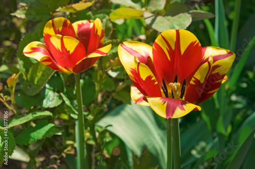 Two red yellow tulip flowers  T  lipa  close up with green leaves in the garden on a sunny day