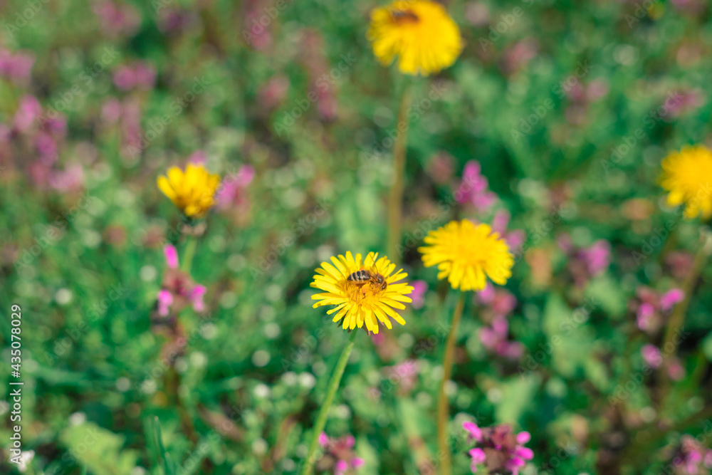 A bee collects pollen from a bright yellow dandelion