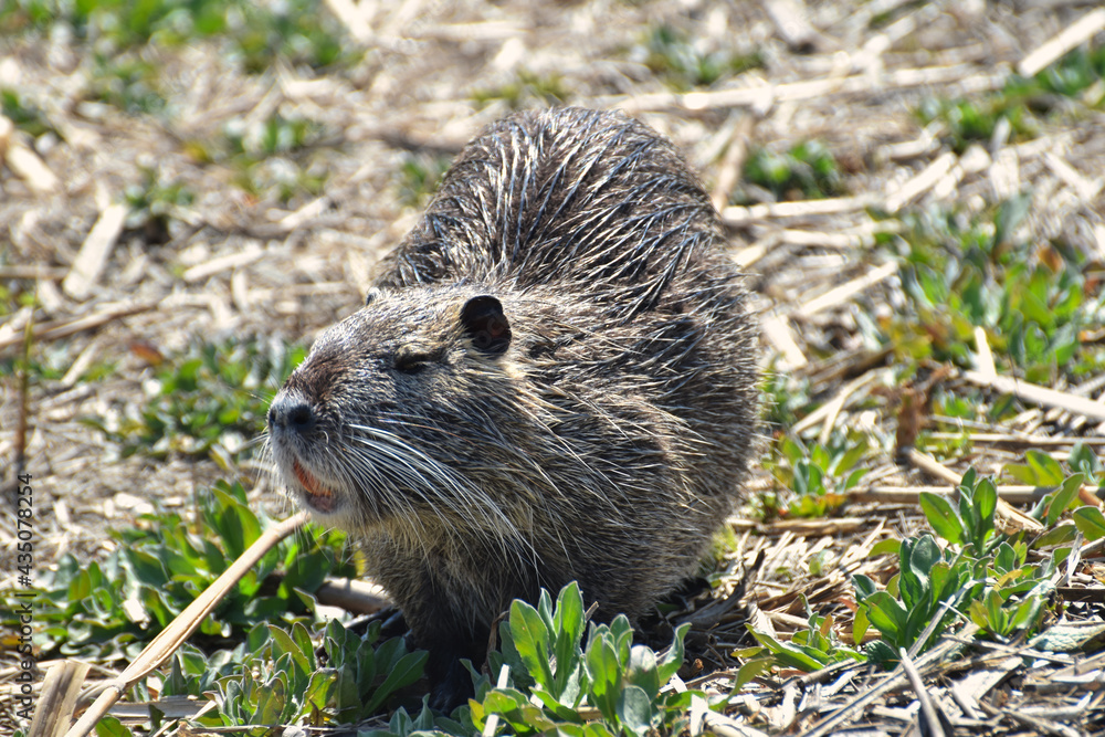 Nutria Myocastor coypus 3 Nutria Myocastor coypus 3