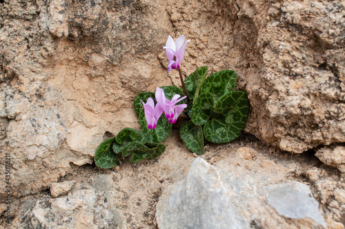 purple flowers on the ground. focused on he flower
