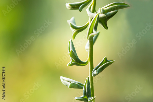 Wallpaper Mural Dolphin Succulents plant (Senecio peregrinus) Dolphin necklace. Torontodigital.ca
