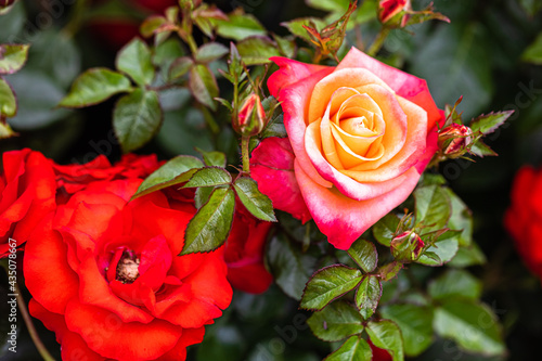 Fototapeta Naklejka Na Ścianę i Meble -  rose close-up in a rose garden