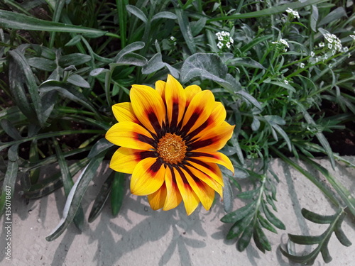 Naklejka Flor en su máxima expresión en un día soleado. 