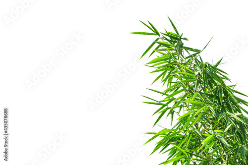 Bamboo branches on white sky background.