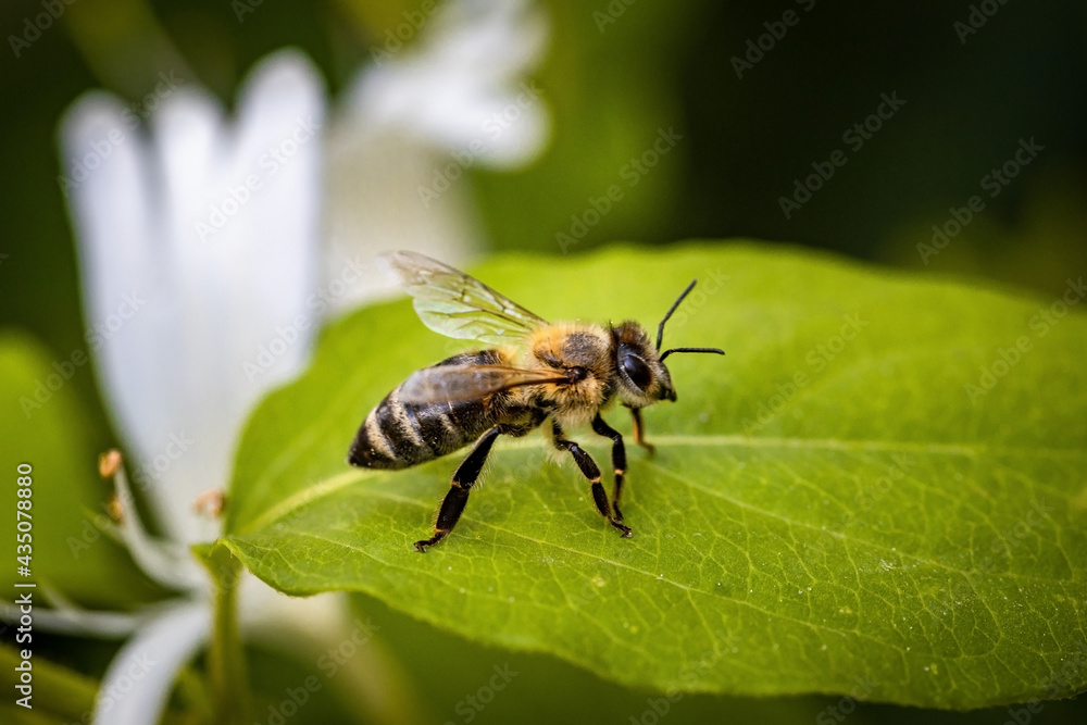 Bee on a white flower collecting pollen and nectar for the hive Bee on a white flower collecting pollen and nectar for the hive