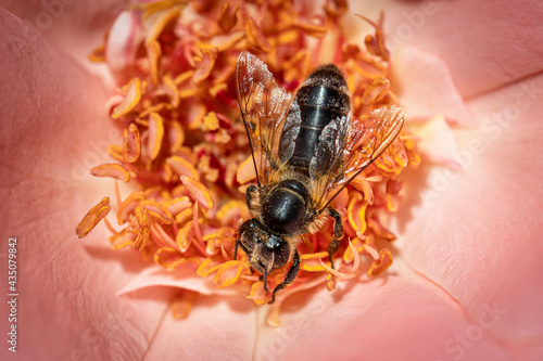 Bee on a pink rose gathering pollen and nectar