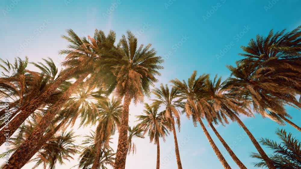 Palm trees at sunset light and sky Palm trees at sunset light and sky