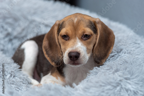 Beagle puppy resting on a couch