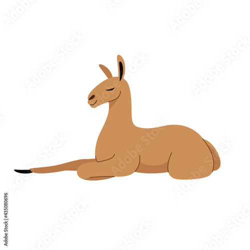 Cute lama - cartoon animal character. Vector illustration in flat style isolated on white background.