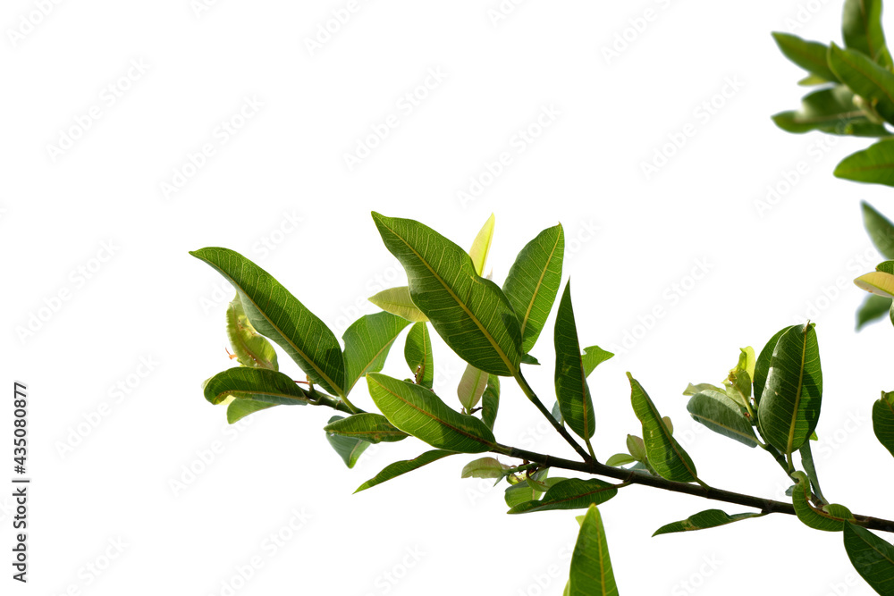 Fresh green tree branch isolated on white background