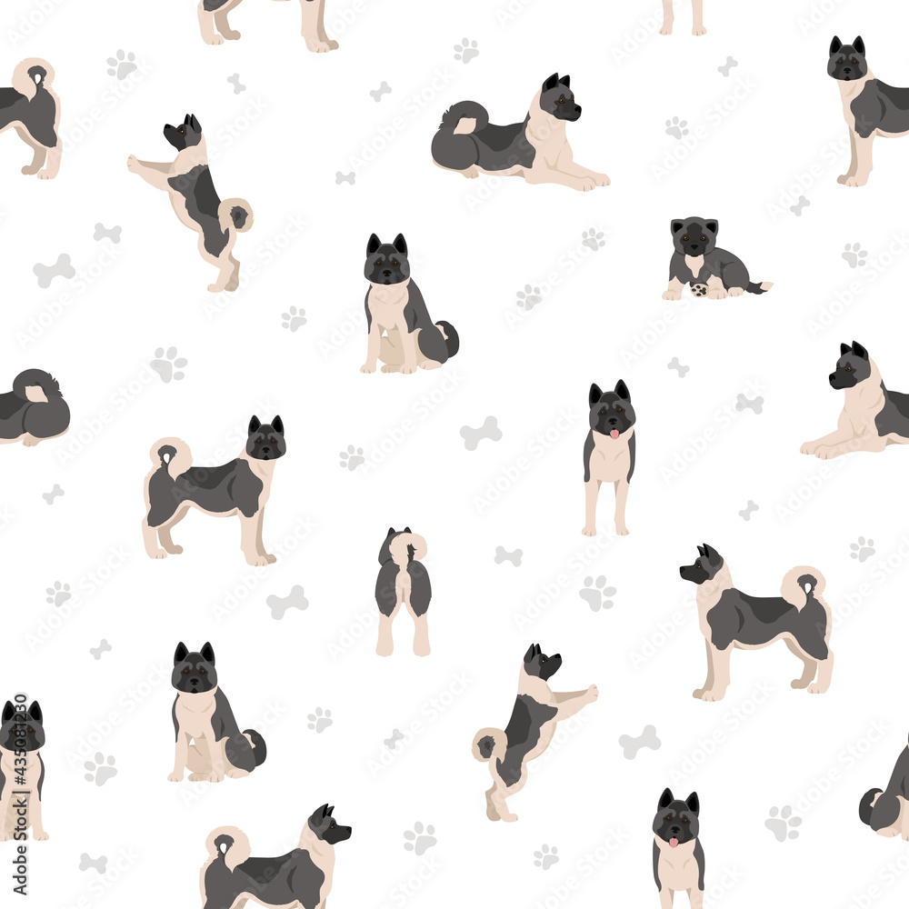 American akita all colours seamless pattern. Different coat colors set.