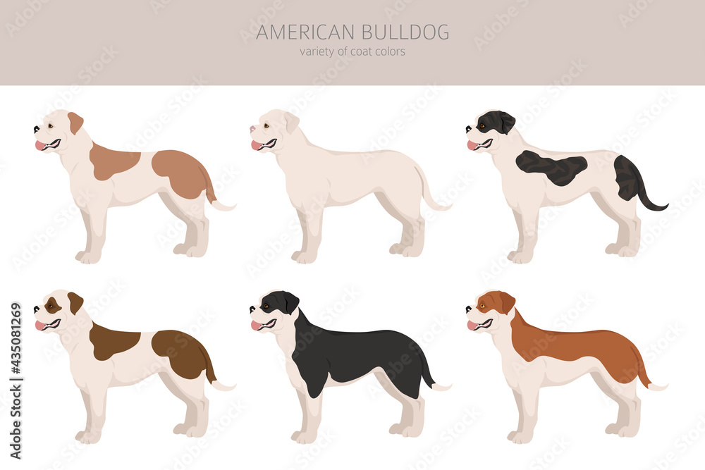 American bulldog all colours clipart. Different coat colors set.
