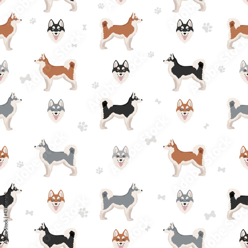 Alaskan klee kai all colours seamless pattern. Different coat colors set