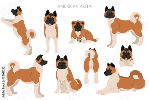 American akita all colours clipart. Different coat colors set